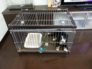 室内用大型犬ゲージの製作