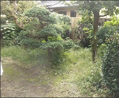 庭の草刈り 施工前